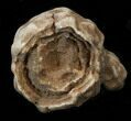 Flower-Like Sandstone Concretion - Pseudo Stromatolite #34213-1